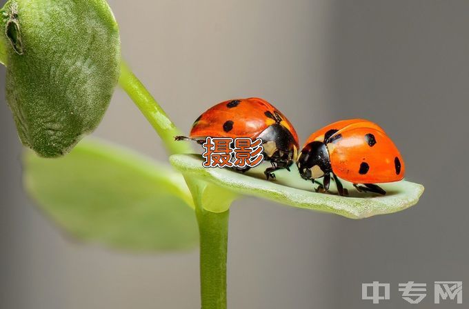 西南民族大学摄影