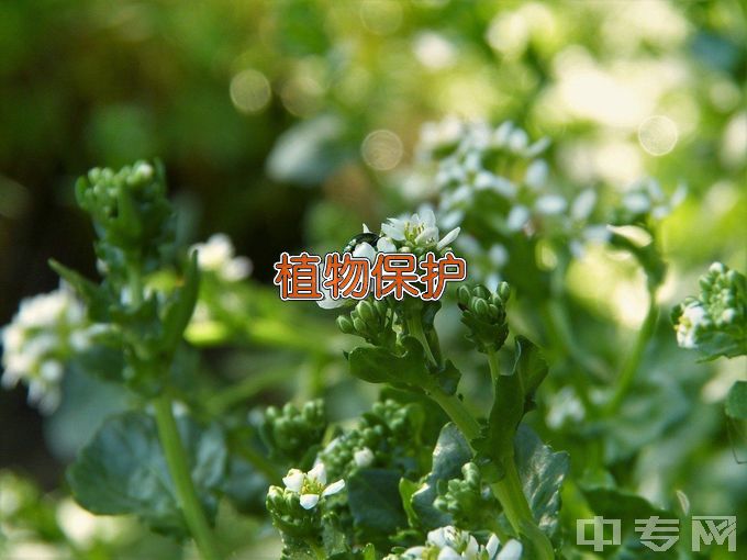 昆明学院植物保护