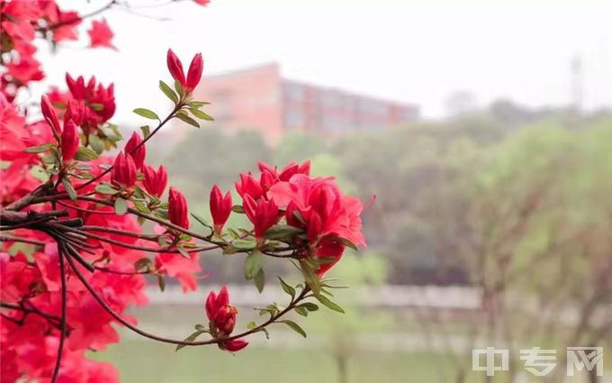 湖南信息学院-春景