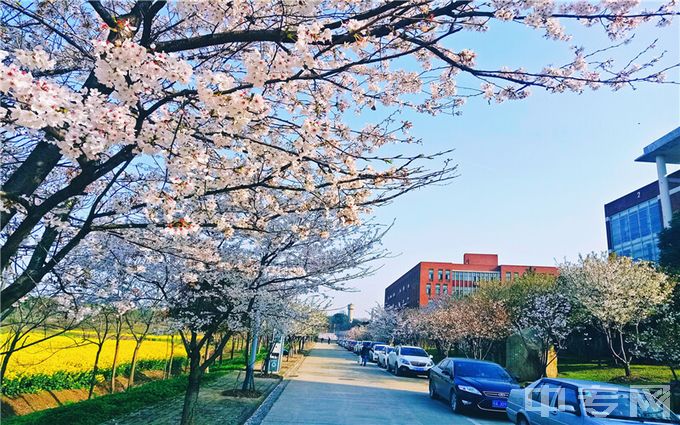 武汉城市学院-樱花大道