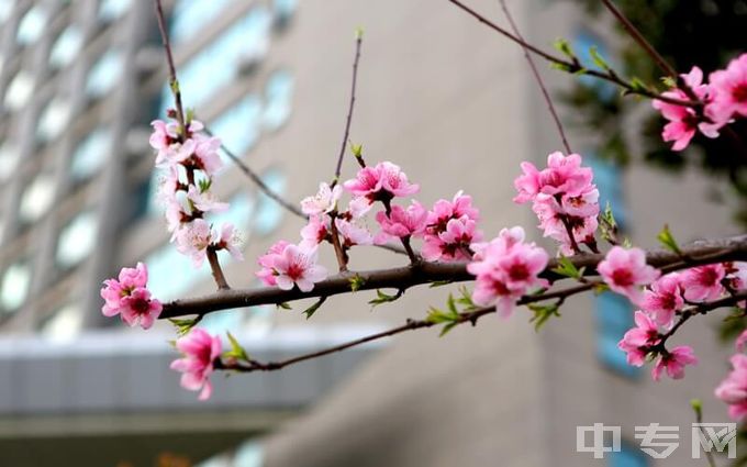 浙江工业大学-花