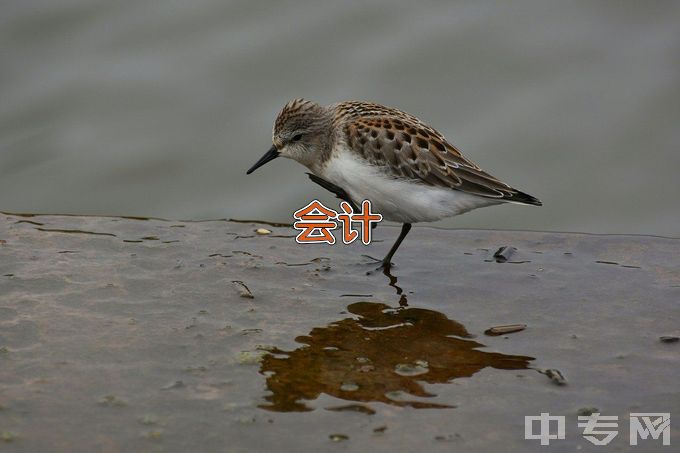 河北软件职业技术学院会计电算化