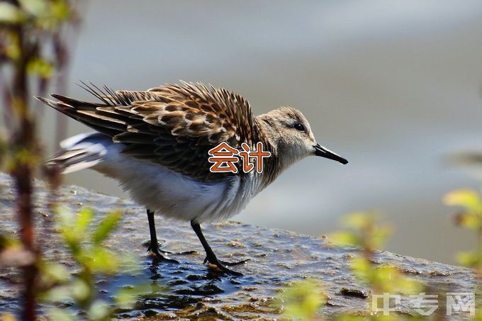 浙江长征职业技术学院大数据与会计