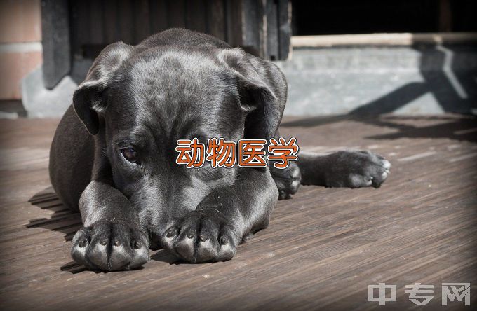 黑龙江民族职业学院动物医学