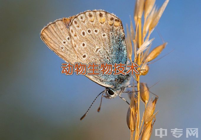 安徽科技学院动物生物技术