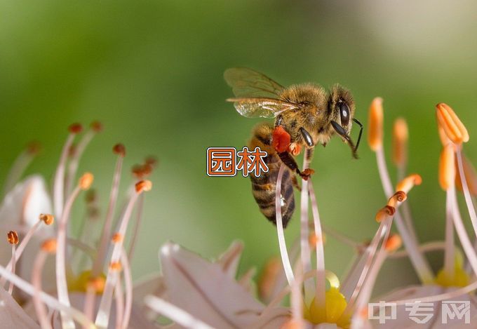 广西职业技术学院园林工程技术