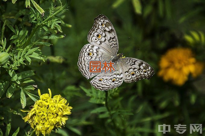 湖北恩施学院园林