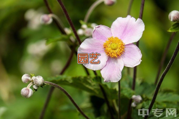 山西师范大学园艺