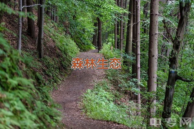 湖北生态工程职业技术学院森林生态旅游与康养