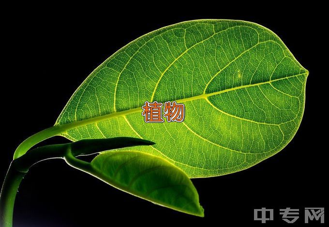 黄冈师范学院植物科学与技术