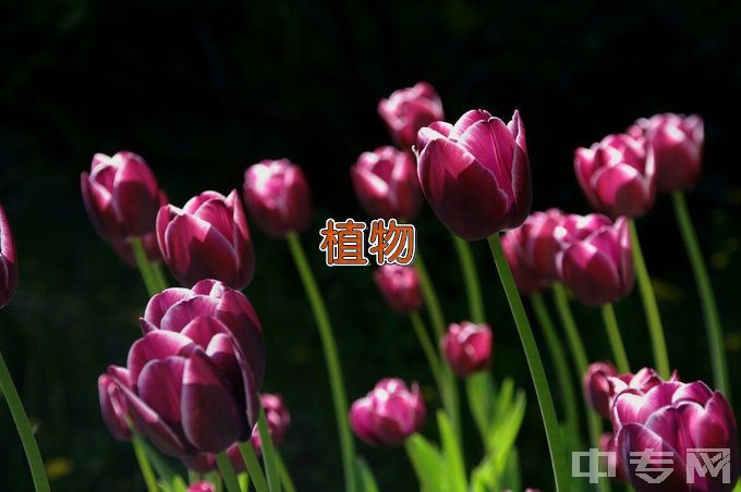 安徽科技学院动植物检疫