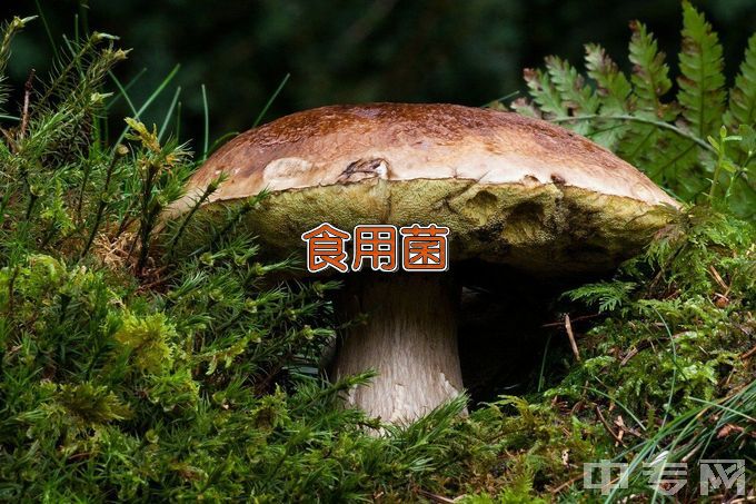 黑龙江农垦职业学院食用菌生产与加工技术