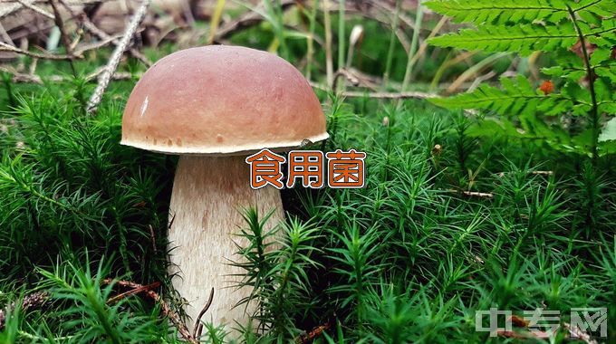 黑龙江农垦职业学院食用菌生产与加工技术