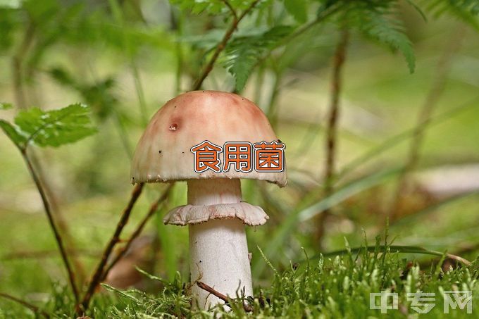 黑龙江农垦职业学院食用菌生产与加工技术